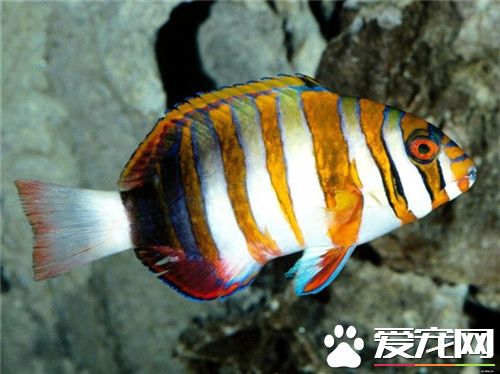 熱帶魚怎麼養水 水裡需要放一些硝化細菌
