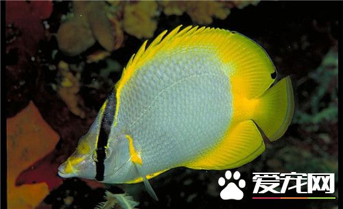 純淨水可以養熱帶魚嗎 最好還是不要純淨水養
