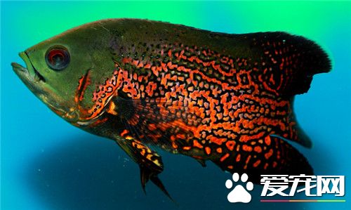 地圖魚是熱帶魚嗎 地圖魚是比較常見的熱帶魚
