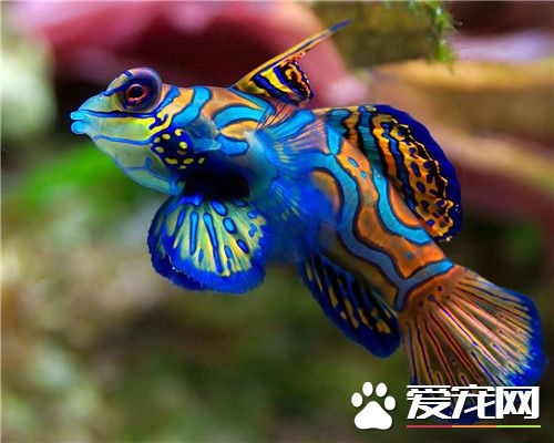 好養的大型熱帶魚 五種好養的大型熱帶魚