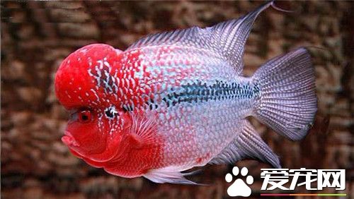 羅漢魚是熱帶魚嗎 羅漢魚是熱帶魚的一種