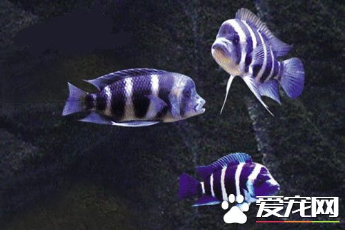 養熱帶魚用什麼水 需要生活在弱酸性的水中