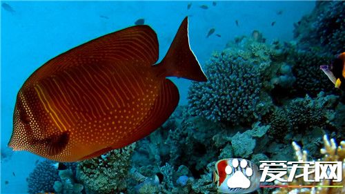 熱帶魚的養殖方法 定期添加水質穩定劑