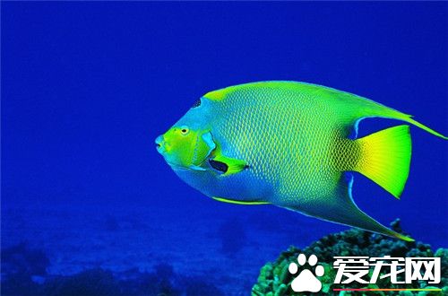 比較好養的熱帶魚 適合新手飼養的熱帶魚