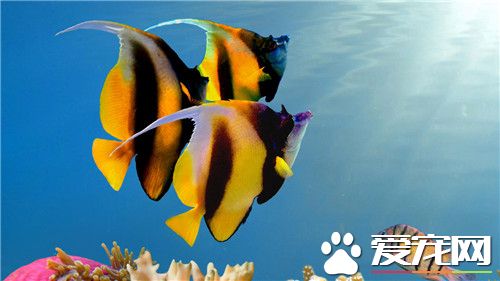 熱帶魚適合的水溫 水溫一般在20到30度為宜