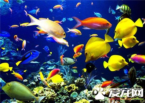 熱帶魚怎麼繁殖 影響熱帶魚繁殖的環境因素