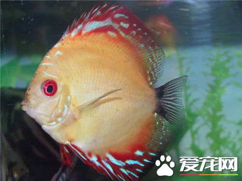 中型熱帶魚有哪些 教你挑選心儀的熱帶魚