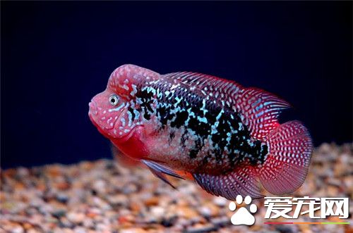 熱帶魚多長時間喂一次 每天需要投餌2到3次