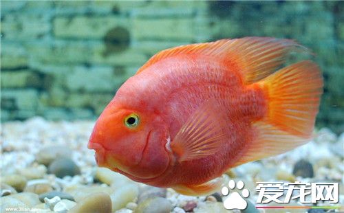 鹦鹉魚是熱帶魚嗎 鹦鹉魚就是熱帶魚的一種