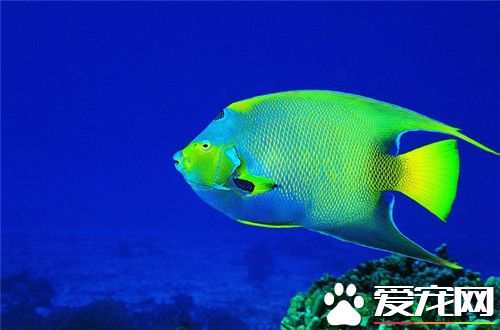 好養的熱帶魚有哪些 挑選熱帶魚的十大要點
