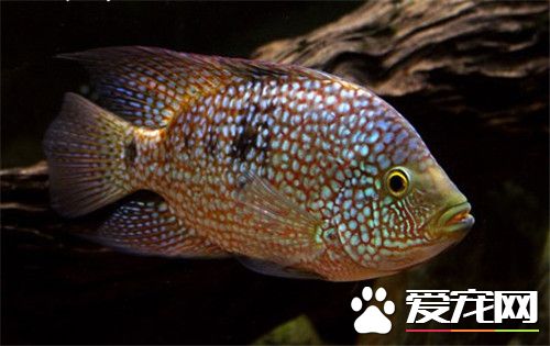 熱帶魚怎麼養不會死 養熱帶魚必備裝備