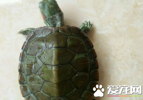 烏龜脫皮怎麼回事 烏龜脫皮是一種正常現象