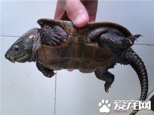 哪裡能給烏龜看病 可去專門的寵物醫院