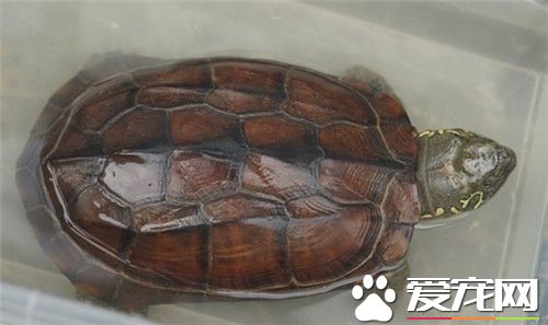 養幾只烏龜好 養烏龜的風水注意事項