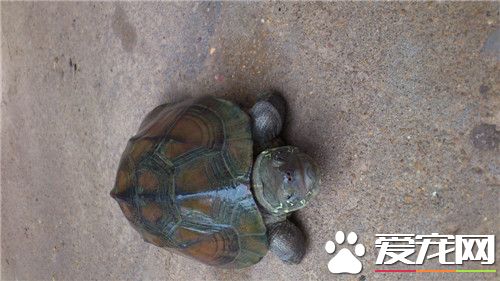 冬天如何飼養烏龜 烏龜冬眠什麼時候開始