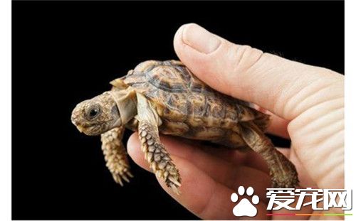 烏龜掉皮是怎麼回事 是小烏龜成長的標志