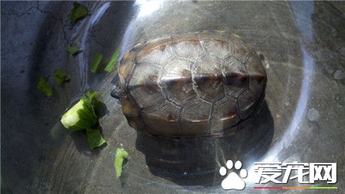 烏龜能凍死嗎 我們應該如何照顧冬眠的烏龜