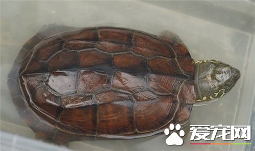 怎麼判斷烏龜的年齡 觀察盾片上的同心環紋