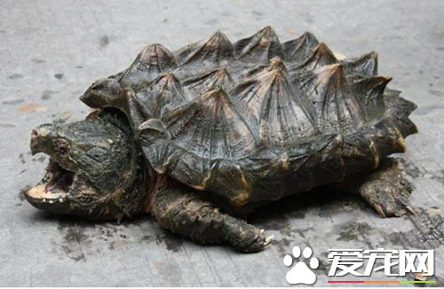 烏龜認主人嗎 聰明的烏龜會顯得很通人性