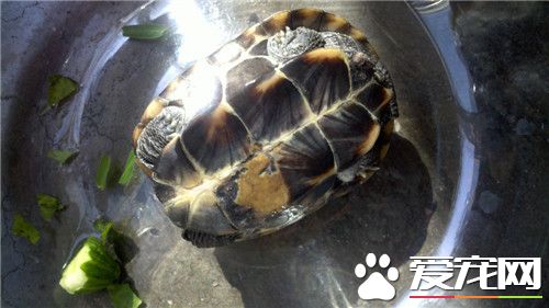 烏龜血能喝嗎 烏龜的血其實並不能喝