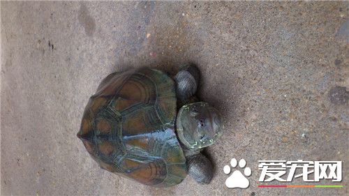 怎麼讓烏龜張嘴 給烏龜喂時需要很有耐心