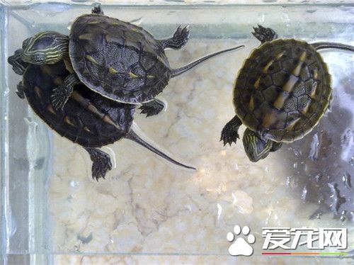 怎麼知道烏龜的年齡 辨別烏龜的年齡有三種方法
