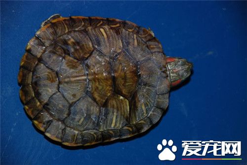 烏龜蛋的營養價值 烏龜蛋的功效與作用
