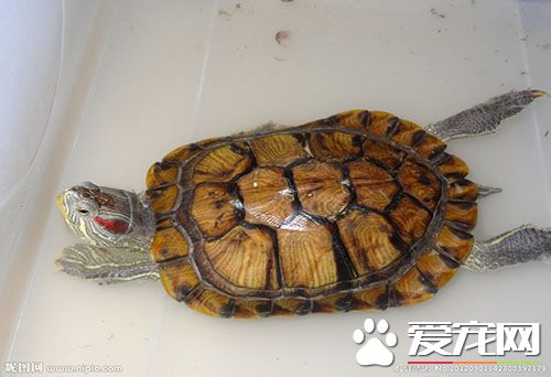 在家怎麼養烏龜 家庭養殖小烏龜注意事情