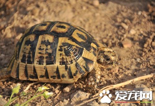 小旱龜怎麼養 冬天要控制飼養環境溫度