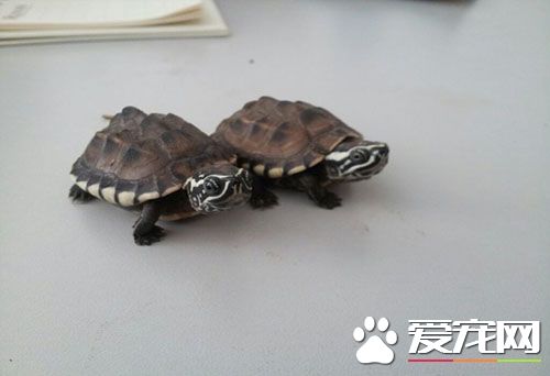 食螺龜好養嗎 飼養照顧食螺龜注意事項