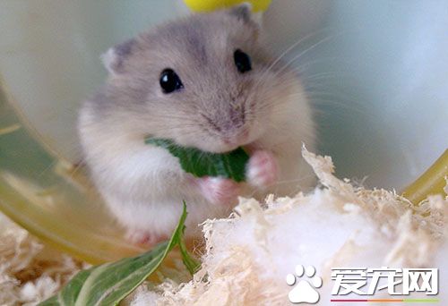 新手養什麼倉鼠 我們如何給倉鼠保暖