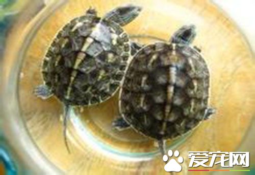 珍珠龜怎麼養 珍珠龜的生活環境是怎樣的