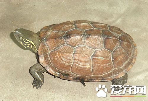 金錢龜怎麼養 正確的龜苗選購將贏在起跑線上