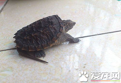 佛鳄龜用什麼養 水質跟飼養方法都很重要
