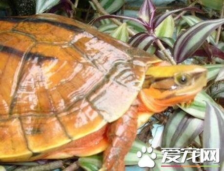 金錢龜有什麼作用 金錢龜竟然有抗癌作用