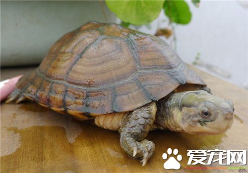 黃喉擬水龜繁殖 生活在怎樣的環境當中