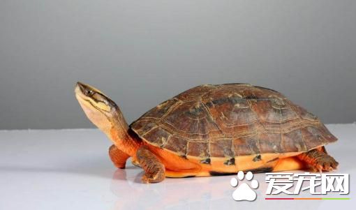 金錢龜什麼時候冬眠 冬眠龜的健康問題掌握