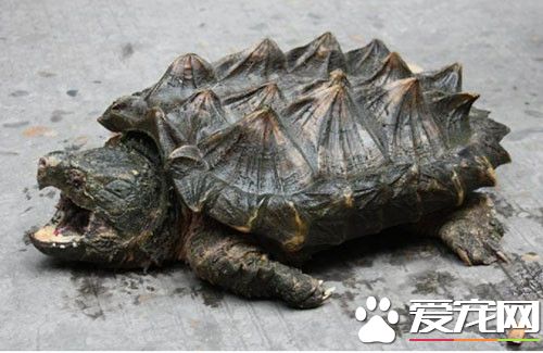烏龜吃魚嗎 烏龜吃魚特別喜歡吃活的小魚