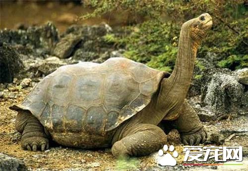 甲魚是烏龜嗎 烏龜和甲魚不是一種動物