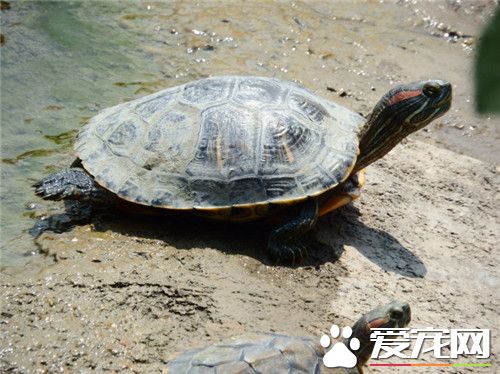 烏龜有什麼特點 烏龜能縮入殼內保護自己