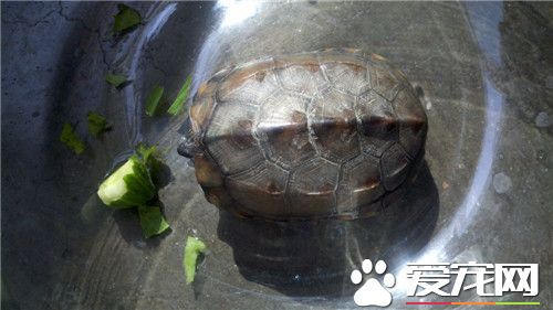 家養烏龜吃什麼 烏龜最喜歡吃的食物是小魚