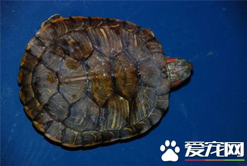 烏龜會淹死嗎 長時間待在水裡不呼吸會淹死