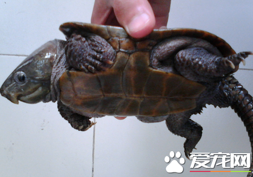 烏龜會生病嗎 怎麼養烏龜不容易生病