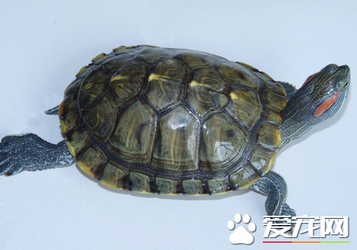 烏龜是肉食動物嗎 有部分烏龜是肉食性的