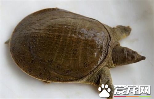 龜和鱉能一起養嗎 不放在一起養的原因