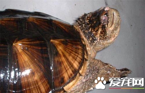 大鳄魚龜怎麼養 養大鳄魚龜其他注意事項