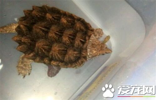 家裡養鳄魚龜好嗎 飼養鳄魚龜需要注意事項