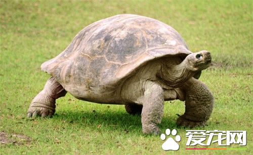 養什麼寵物龜好 6種適合做寵物龜的品種
