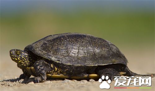 現在養什麼龜好 根據你能提供的環境來選龜