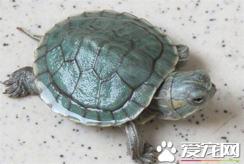 風水龜養幾只 養龜的風水需要注意事項